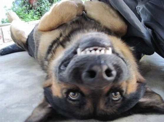 Upside Down Doggie